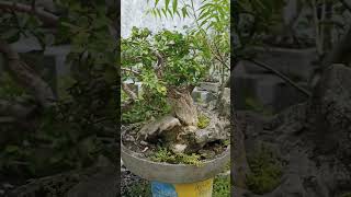 Serut on the rock bonsai shorts [upl. by Kreitman448]