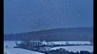 Wie im HitchcockFilm Riesiger BergfinkenSchwarm im Tiefflug über Weser und Solling [upl. by Ahseet]