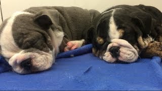 PUPPY Video FOR KIDS  sleepy puppies sleep to soothing songs  El Perros [upl. by Natsyrt813]