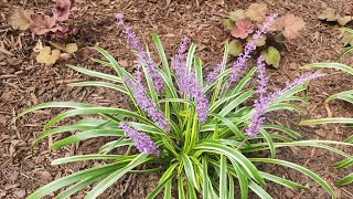 Plant Spotlight Liriope Muscari A tough and versatile perennial [upl. by Meingoldas]