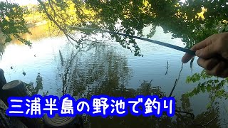 三浦半島の野池を探索！！ [upl. by Kaufman]