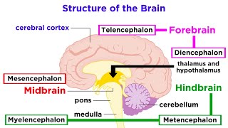 The Structure and Physiology of the Human Brain [upl. by Rosemari]