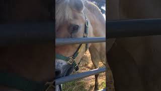 Siggy is a Norwegian Fjord Horse fjordhest an agile retired draught horse waiting to be groomed [upl. by Ahseyd]