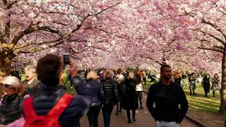 Timelapse af Kirsebæralléen på Bispebjerg Kirkegård 2019 4K [upl. by Moynahan311]