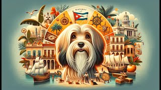 History of the Havanese Dog Breed [upl. by Anoerb]