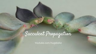 Succulents Propagation From Leaves [upl. by Renate675]