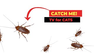 CAT GAMES  Cockroach Video For Cats  Cockroach Hunting 3 Hours [upl. by Eiramyma]