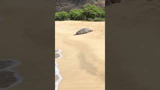 Imagine você caminhando pela praia e dando de cara com essa belezura Mākua Beach travel turismo [upl. by Feldt]