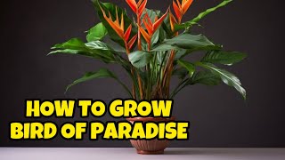 HOW I GROW MY BIRD OF PARADISE PLANT [upl. by Angelique255]