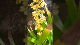 ONCIDIUM SPHACELATUM [upl. by Soirtimid446]