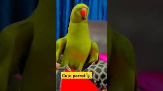 Indian ringneck parrot🦜😊 talkingparrot parrot trending youtubeshorts shorts funny cute birds [upl. by Arnie192]