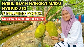 HASIL BUAH NANGKA MADU HYBRID J33 amp PRUNING POKOK DI LADANG MOKTAR AQUACULTURE [upl. by Getter]