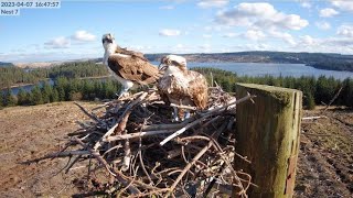 Kielder Ospreys Live Stream Nest 7 [upl. by Oilime]