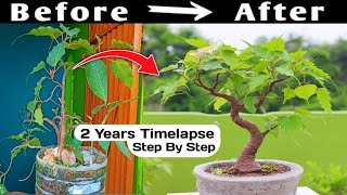 Bonsai Time Lapse Years [upl. by Lirbij]