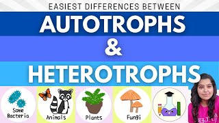 Easiest Difference between Autotrophs and Heterotrophs  What is Autotroph and Heterotroph [upl. by Schell323]