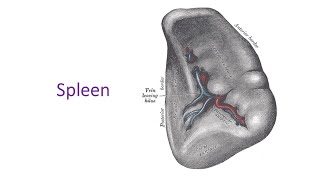 Spleen a complete discussion in Bangla by Prof Dr Md Ashfaqur Rahman [upl. by Vince]