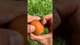 Achachaira cutting exotic fruit kerala malayalam hindi bengali tamilreels kannadamalayalam [upl. by Anselm]