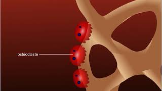 Ostéoporose [upl. by Wittie]