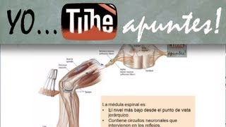 Fisiología del sistema nervioso Motor [upl. by Wendin401]