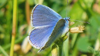 Modrásek jehlicový  The common blue Polyommatus icarus [upl. by Webber580]