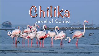 Chilika Jewel Of Odisha HD [upl. by Neeruan]