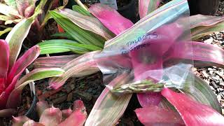 BROMELIAD Seed Collecting Part 1 in March [upl. by Warden]