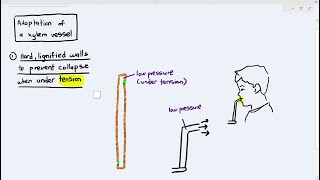 78 Xylem Vessels Adaptations in Transporting Water amp Minerals Cambridge AS A Level Biology 9700 [upl. by Armyn]