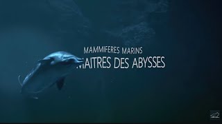 Mammifères Marins  les maîtres des abysses [upl. by Adlai611]