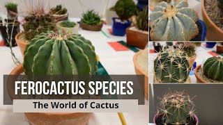 Ferocactus species  Types of Cactus with Names ferocactus latispinus ferocactus glaucescens [upl. by Smada276]