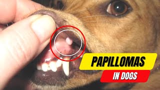 Papillomas in Dogs A Complete Guide to Symptoms and Treatment 2023 [upl. by Fitzger]