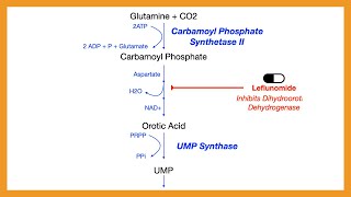 Pyrimidine Synthesis [upl. by Anaibaf]