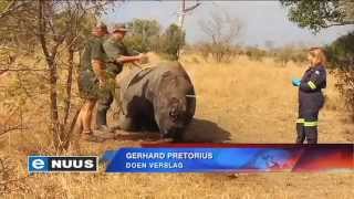 Meer Krugerwildtuinrenosters gaan hervestig word  More Kruger Park rhino to be relocated [upl. by Lannie]