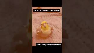 COOKIE COCKATIEL BEATBOXING REMIX birds cookiecockatiel beatboxing [upl. by Clippard]