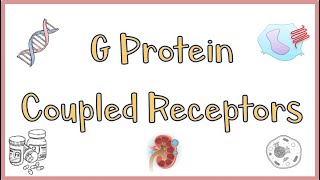 G Protein Coupled ReceptorsGPCRs  Structure Function Mechanism of Action Everything [upl. by Erkan]