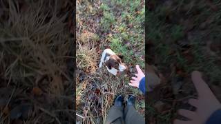 Springer Spaniel Puppy Hunting Gundog Training dog hunting springerspaniel [upl. by Franklin]