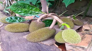 Jackfruit Grafting Technique [upl. by Valaree979]