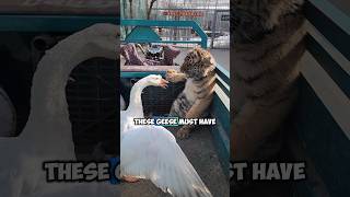 The nervous behavior of geese who are not afraid of tigers [upl. by Adianez]