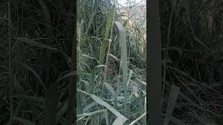 Phragmites australis Reed grass [upl. by Prowel]