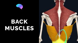 Muscles of the Back 3D Anatomy Tutorial  UKMLA  CPSA [upl. by Elohc]