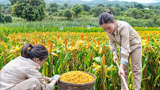 Growing Corn on Mountain  Gardening amp Play with 5 puppies  Live With Nature  HighLand BushCraft [upl. by Akoek]