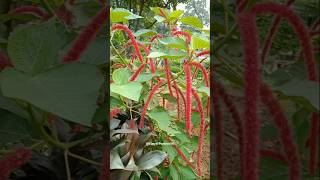 Fox tail red flowers♥️🌿🤭flower threadlike nature shorts youtube [upl. by Annairba]