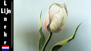 TULP tekenen Pastel Potlood tekening beginners [upl. by Suixela]