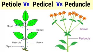 Difference Between Petiole Pedicel And Peduncle In HindiUrdu [upl. by Amadeus]