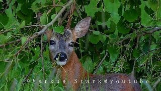 Beautiful Roe Buck at dawn [upl. by Yenattirb]