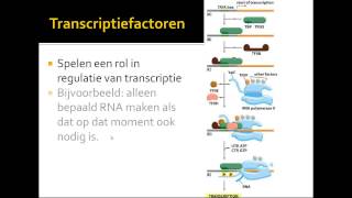 VWO Thema DNA transcriptie [upl. by Wilt]