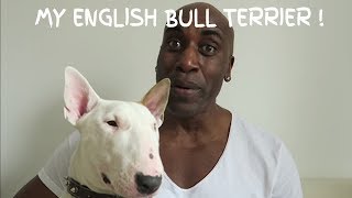 MY ENGLISH BULL TERRIER [upl. by Liza]