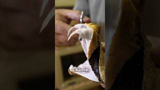 🐍सबसे लंबे दांतों वाला सांप 😨 Gaboon Viper Snake  By Wild Adventures [upl. by Nekciv]