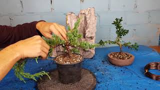 Wacholder first styling eine Baumarktpflanze wird zum Bonsai [upl. by Otrebilif]