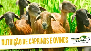 Nutrição de caprinos e ovinos [upl. by Pepin91]