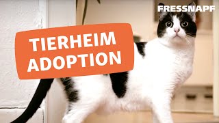 Eine Katze aus dem Tierschutz adoptieren [upl. by Novyad287]